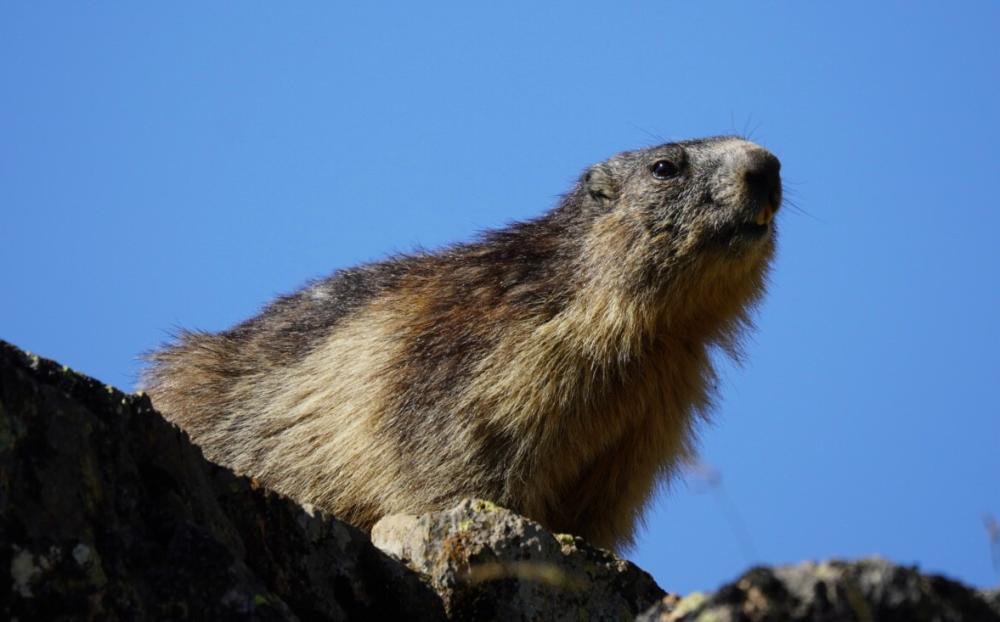 Image Camping Camping Le Domaine du Trappeur