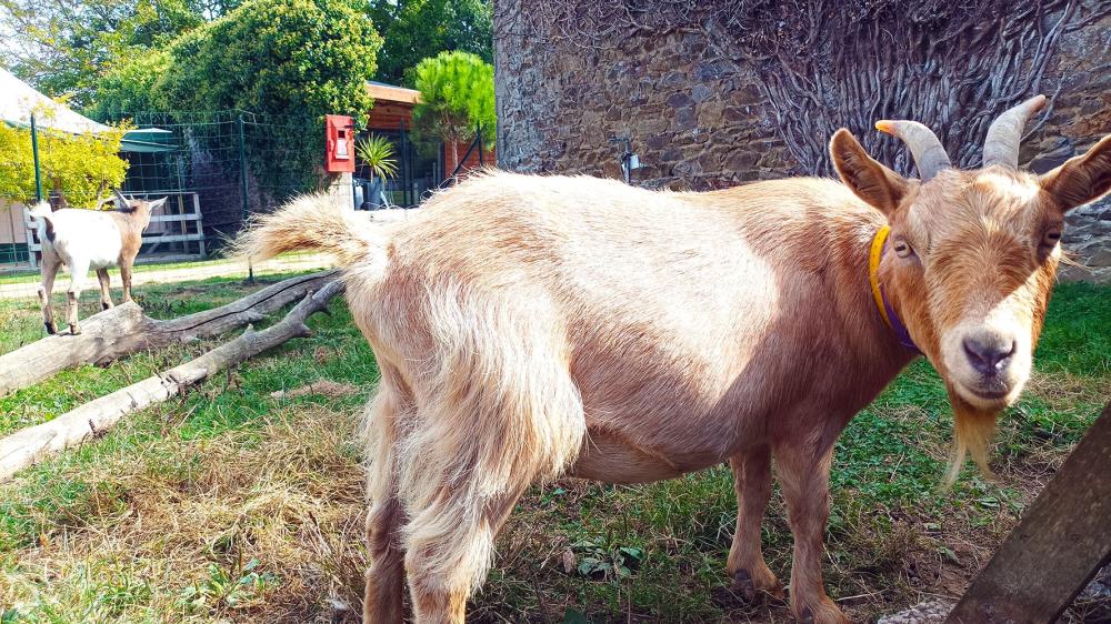 Image Camping Glamping Terre & Mer - Village nature