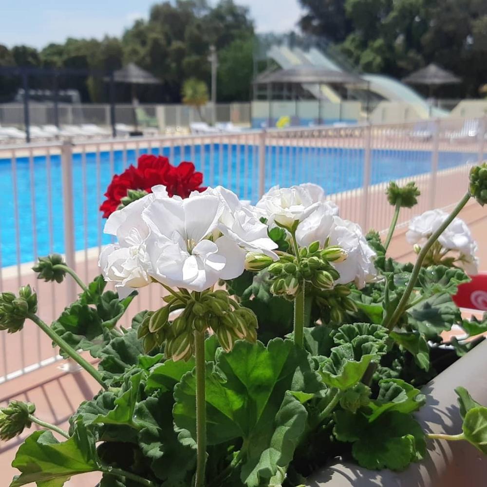 Image Camping Camping Domaine de Gajan****