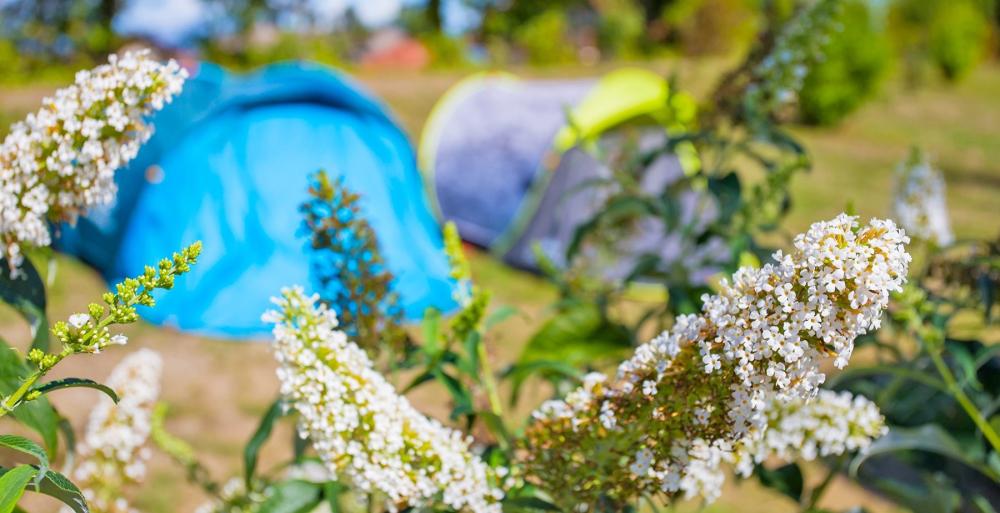 Image Camping Camping La Colombière